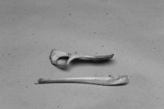 «certified holy bones»